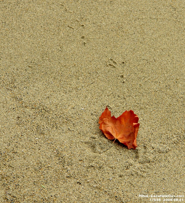 17586CrLeSh - Walking around Stanley Park and English Beach, Vancouver